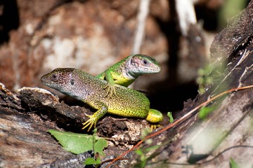 lizard