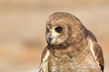 Head close up of an owl, South Africa
