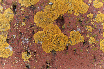 The yellow lichen Xanthoria calcicola