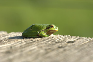 Europäischer Laubfrosch