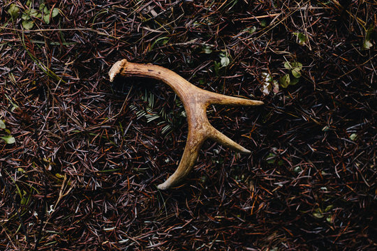 Small deer antler laying on the ground in the woods