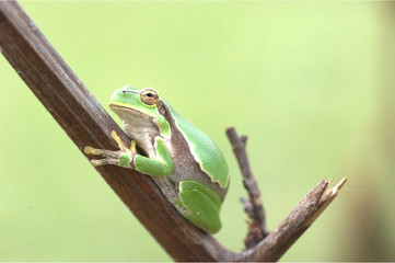 Europäischer Laubfrosch