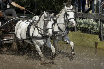 Duo-span witte paardjes door de waterbak