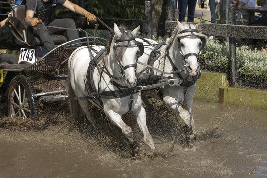 Tweespan witte pony's door de waterbak