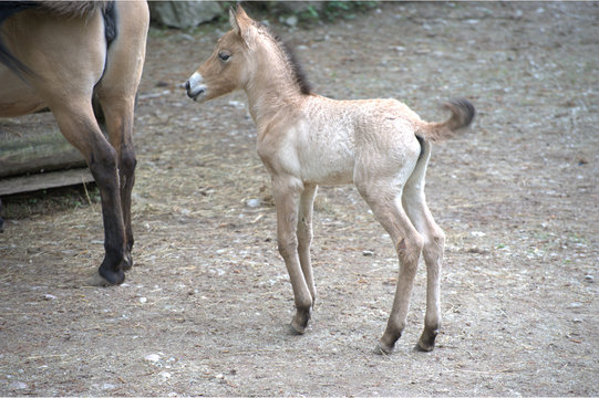 Junges Przewalski Pferd