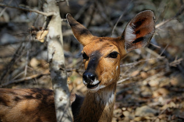 Antelopes in the Kruger National Park, South Africa