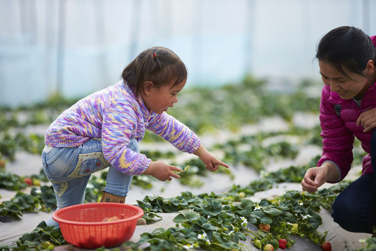little asian girl picking strawberry in the farm with her mother