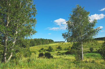 Fototapeta premium Sunny summer landscape with birches.Soft tones.Tula region,Russia
