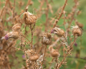 Dried thistle flowers with ripe seeds on the roadside