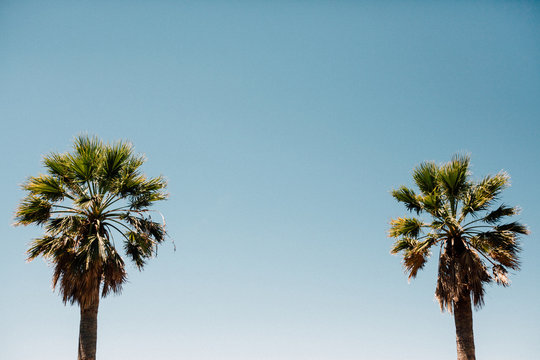 Row of Palm Trees