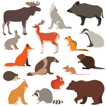 Vector illustration of cute woodland animals isolated on white background, such as fox, hare, wolf, moose, squirrel...