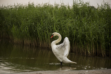 cygne au bord de l'eau se secouant après une averse 