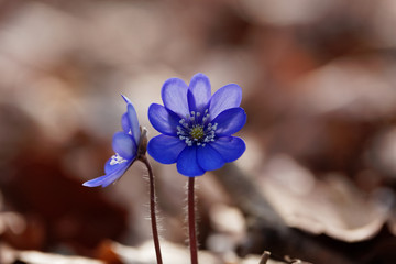 Common Hepatica (Hepatica nobilis)