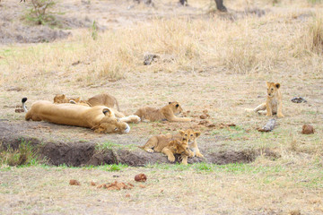 lion cubs lazing around