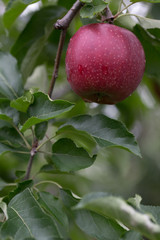 Jabłko1