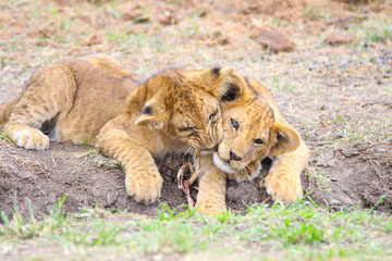 playful lion cubs