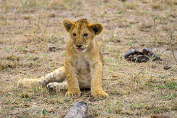 lion cub in kenya
