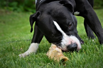 Pitbull terrier chewing on bone 