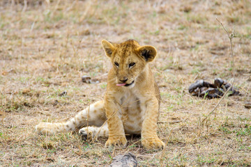 lion cub sitting