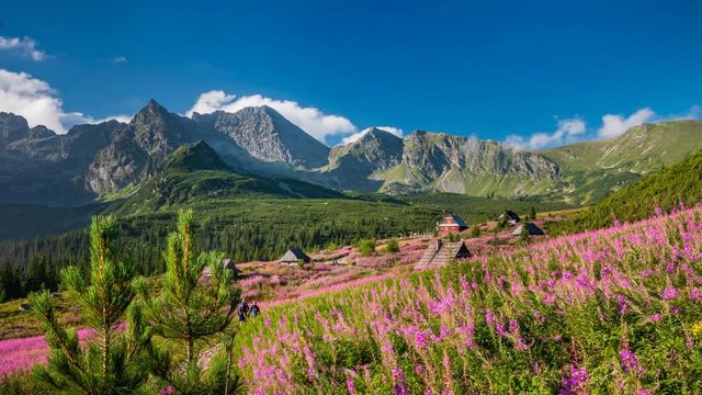 Flowery Hala Gasienicowa in polish Tatra mountains, tourists on trail, Poland landscape, time lapse