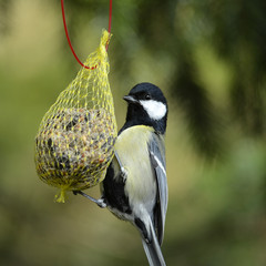 Meise am Meisenknödel fressend