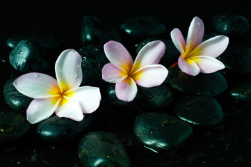 Zen stones with water drops and pink Frangipani flowers on black background.