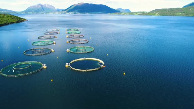 Aerial footage Farm salmon fishing in Norway