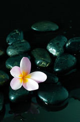Zen stones with water drops and pink Frangipani flowers on black background.