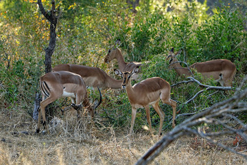 Antelopes in the Kruger National Park, South Africa