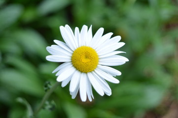 Daisy