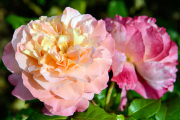 Blossoming gentle roses. Rose petals close. Luxury flower of nature. Blooming garden flowers.