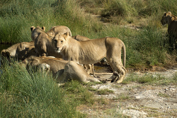 Fototapeta na wymiar Group of lions, ( Panthera leo ), in a row, drinking at pool, surrounded by green grass. One looking at camera, as they lean forward to drink. Tarangire National Park, Tanzania, Africa.