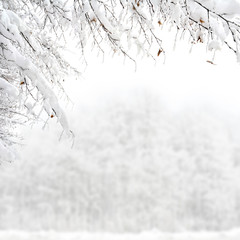 Twigs of tree covered of hoarfrost and snow on background of winter forest in snow