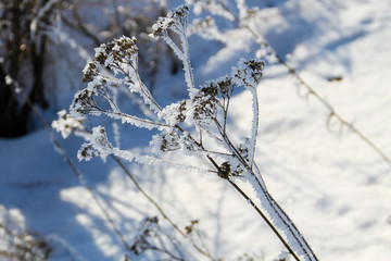 Dry plant covered with rime
