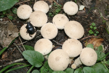 Skarabäus und Flaschenstäublinge