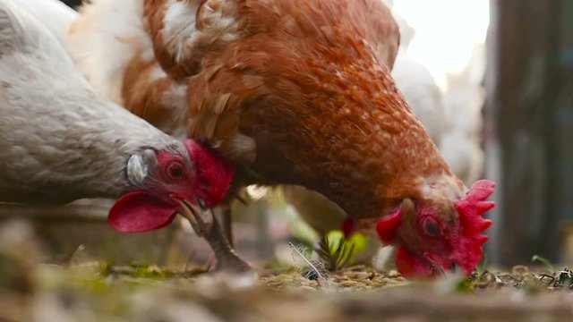 A close-up of a chicken that eats wheat