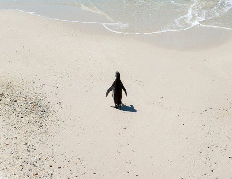 penguin on the beach south africa
