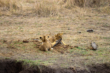 Fototapeta na wymiar playful lion cubs