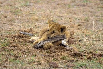 lion cub, masai mara