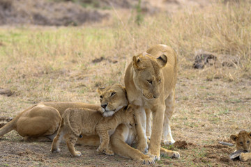 Obraz na płótnie Canvas lionesses in kenya