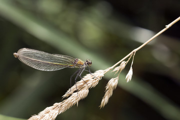 Libelle