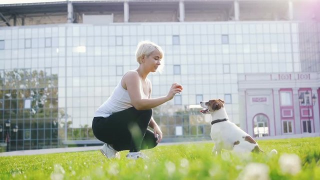 Young woman training little cute jack russel terrier in park, slow motion