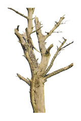 Leaveless Tree Isolated on White Background