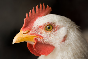 Tierportrait von weißem Huhn