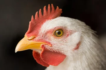 Foto auf Acrylglas Hähnchen Tierportrait von weißem Huhn