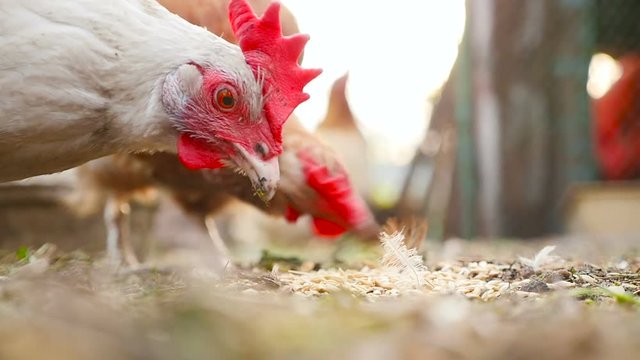 A close-up of a chicken that eats wheat