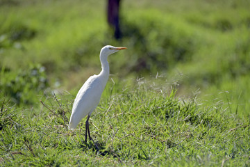 Cattle egret in the green pasture
