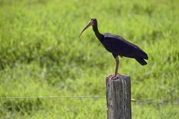 Whispering ibis perched on fence post, on green grass background