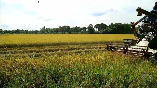 Footage of Farmer Harvesting Ripe Rice with Combine Harvester Machine in the Paddy Field, Thailand