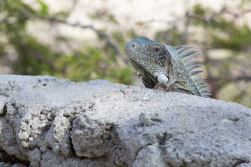 Huhuuuuu! Leguan auf Fels